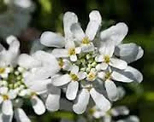 Vista 3 de Candytuft, Tall Mix Seeds, 100 semillas, rosa hermoso, lavanda, flores blancas