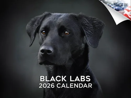 Vista 10 de Calendario de Lebrel Afgano 2025 2026, calendario mensual de pared de raza canina, 12" x 18" abierto, papel grueso sin traspaso, ideal para regalo