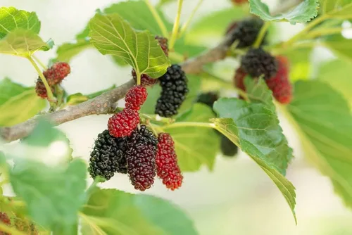 Vista 2 de Semillas de frutas para plantar (100 semillas de fruta del dragón)