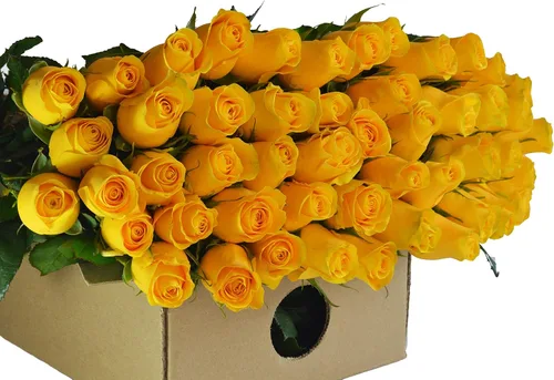 Vista 14 de Blooms2Door - 25 Rosas Rosadas (Fresco - 19.7 in) - Flores Frescas para Cumpleaños, San Valentín y Día de la Madre