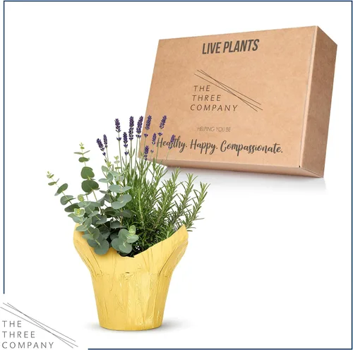 Vista 4 de Combo de hierbas aromáticas y saludables vivas en cubierta decorativa - Purificador de aire, combo incluye verbena de limón, lavanda y eucalipto, 12
