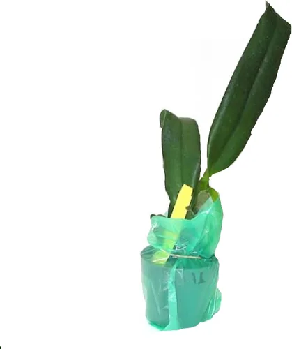 Vista 2 de Risalana Hawaiian Cattleya Orchid Plant 2" Pot ~ Grow Hawaii