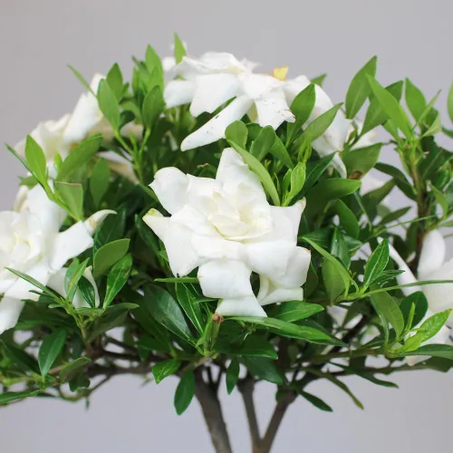 Vista 2 de Brussel”s Bonsai - Árbol bonsai de Gardenia viva para exteriores Árbol bonsái vivo, gardenia, al aire libre, 4 años, 6-8 pulgadas de alto, fácil