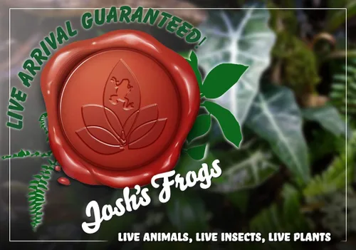 Vista 7 de Josh's Frogs Kit de plantas de vivario tropical de 12x12x18