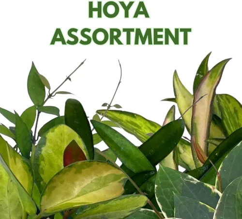 Vista 2 de BubbleBlooms Hoya Surtido variado de 2 pulgadas, juego de 4 Grower's Choice Live Potted Premium Collection
