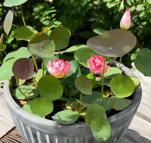 Vista 2 de Más de 15 mini tazones de semillas de loto para patio y estanque, hermosos contenedores de flores de agua, estilo bonsái, variedad de loto sagrado