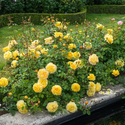 Vista 3 de Rosas arbustivas inglesas de reliquia, planta de raíz propia viva para jardín al aire libre, esposa del poeta, excepcionalmente fragantes, zonas