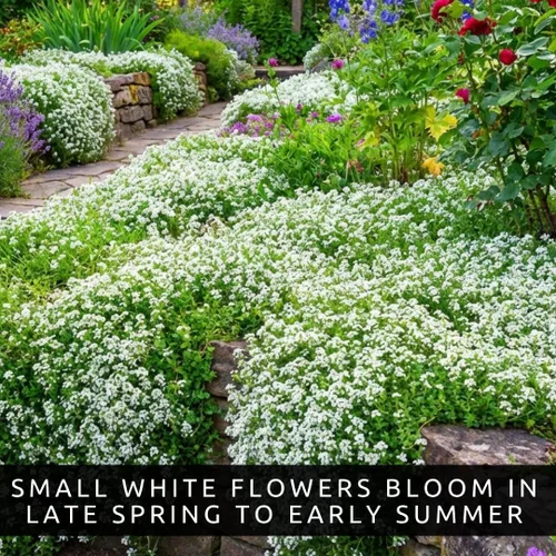 Vista 5 de 1000pcs/bag Creeping Thyme White Seeds Cubierta de tierra perenne para el jardín casero