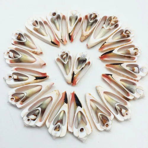 Vista 14 de PEPPERLONELY 20 piezas de estrombo de corte central Canarium Sea Shells, 2 pulgadas ~ 2-1/2 pulgadas