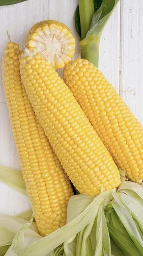 Vista 2 de Semillas Azúcar Maíz Dulce Vegetal de la reliquia para plantar No-GMO
