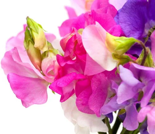 Vista 3 de Bijou Mix Sweet Pea Flower, 25 semillas de flores tradicionales por paquete, nombre botánico: Lathyrus odoratus, Isla's Garden Seeds
