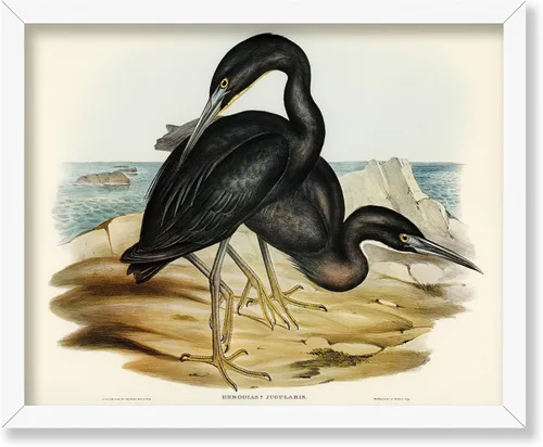 Vista 134 de Poster Master Póster vintage de James Audubon – Impresión retro de amargo americano – Arte de aves de América – Regalo para hombres, mujeres
