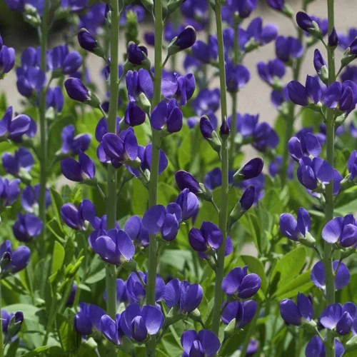 Vista 9 de Outsidepride Semillas azules de índigo falso para plantar, 50 flores perennes con hábito de crecimiento alto, tolerantes al frío, plantas