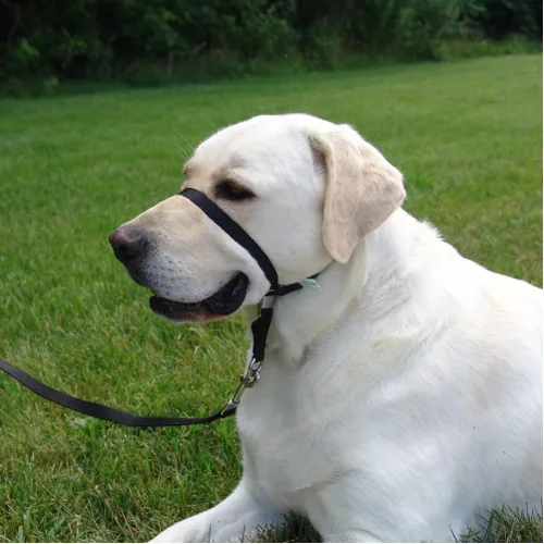 Vista 6 de Collar de cabeza suave líder de entrenamiento para perros anti tirones para caminar elige el tamaño (pequeño - negro)