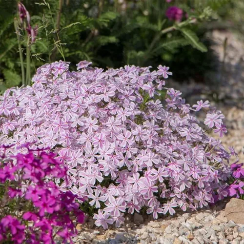 Vista 3 de Phlox rastrero rosa y blanco, planta viva de Phlox, bien enraizada, cubierta de suelo perenne rastrera