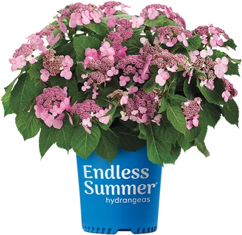 Vista 8 de Blooming & Beautiful - Pop Star Bigleaf Hydrangea - 3 gal - Hortensias de verano sin fin - Rebloomer pesado compacto - Flores azules rosadas - Zonas