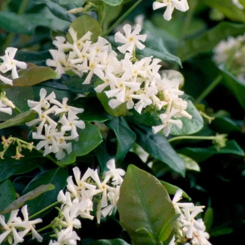 Vista 2 de Star Jasmine 'Large Leaf' (2.5 galones) Aromático blanco floreciente de hoja perenne – Planta viva para exteriores a pleno sol