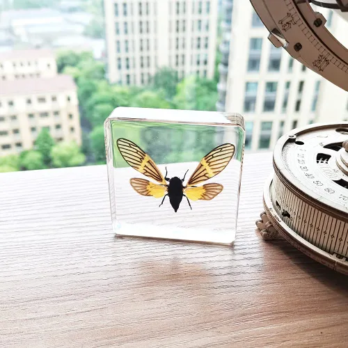 Vista 9 de Especímenes reales de cigarras en resina, pisapapeles artesanales, colección de taxidermia de animales para educación científica y adorno de cicada