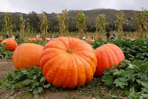 Vista 4 de Giant Pumpkin Titan 10 semillas para plantar calabaza grande de gran tamaño sin OMG