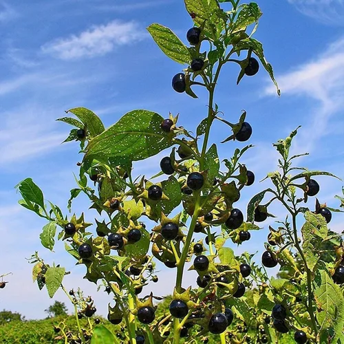 Vista 3 de Belladonna (Atropa Belladonna) - Paquete de 30 Semillas