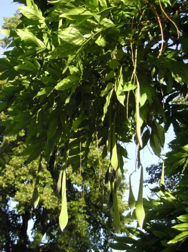 Vista 3 de 1-1000 PCS Semillas de árbol de glicina china blanca Sinensis Alba flor blanca 0171 (1 semilla)