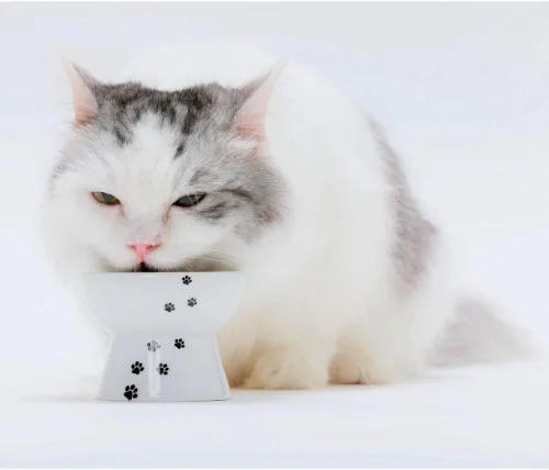 Vista 9 de Necoichi - Cuenco elevado de cerámica para gatos, apto para bigotes (gatos, mini)