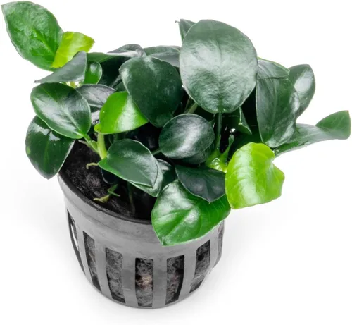 Vista 27 de SubstrateSource Plantas vivas – Anubias Hastifolia (Anubias hastifolia) – Luz baja a moderada, hojas en forma de flecha de color verde medio a