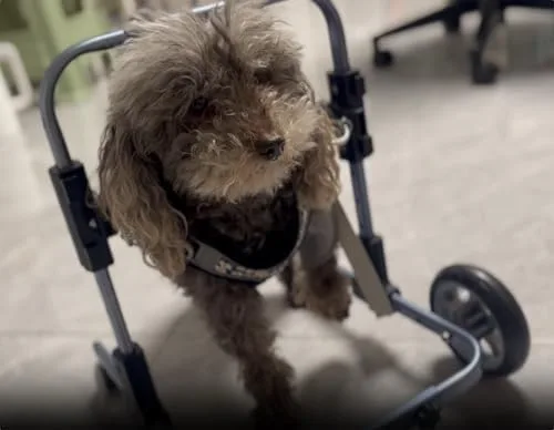 Vista 2 de Silla de ruedas ajustable para perros pequeños para soporte de patas delanteras Ayuda de movilidad de 2 ruedas para perros discapacitados