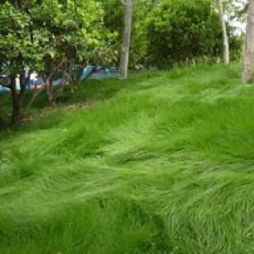 Vista 3 de Seeds2Go - Semillas de césped de festuca roja rastrera, 1 libra de semillas puras