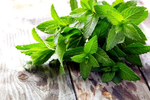 Vista 5 de Semillas de menta para plantar en exteriores e interiores, más de 500 semillas sin OMG para jardín de hierbas