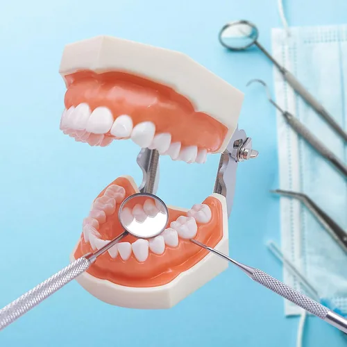 Vista 3 de Modelo de dientes Typodont con dientes extraíbles, modelo de dientes dentales adecuado para enseñanza, práctica y estudio, con un destornillador