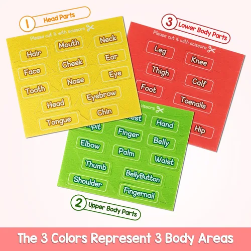 Vista 7 de AKAYOK 36 piezas de partes del cuerpo para niños, tablero de fieltro para niños pequeños, actividades de aprendizaje preescolar, cuerpo humano