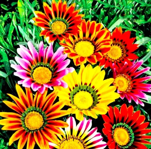 Vista 7 de 100 semillas de Gazania mezcla a rayas flores plantas de cobertura del suelo raras crecen fácilmente - PeavyTailor