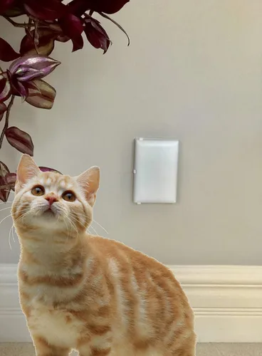 Vista 5 de Cubierta de salida de pared para mascotas para bebé y niño pequeño moderno Decora Leviton Legrand de estilo ancho, protector de seguridad eléctrico