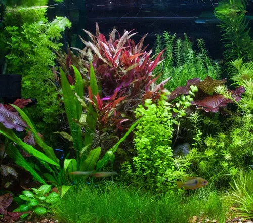 Vista 5 de Marcus Fish Tanks - Eleocharis parvula de pelo enano césped para acuario plantas vivas para alfombrar pecera para peces de agua dulce