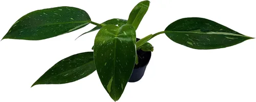 Vista 3 de BubbleBlooms White Knight Philodendron, Philodendron Erubesens Hybrid - Maceta híbrida de 2 pulgadas