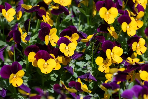 Vista 5 de 50 semillas de flor tricolor de viola violeta DARK JOHNNY JUMP UP