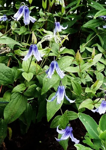 Vista 4 de Semillas de Clematis Mixtas Flor Vid Flor Perenne 20 Pcs Semillas