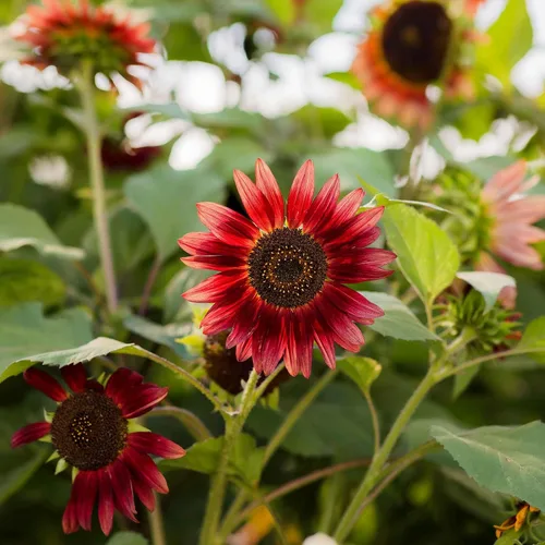 Vista 51 de Eden Brothers Semillas de girasol - Autumn Beauty