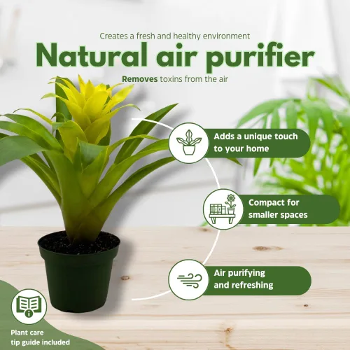 Vista 8 de BubbleBlooms Bromelia amarilla en maceta de 4 pulgadas Nidularium billbergioides