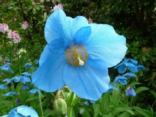 Vista 3 de Amapola azul del Himalaya Meconopsis Betonicifolia Flor Jocad (10 semillas)