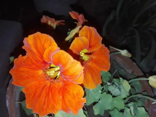 Vista 5 de 20 piezas de semillas de flores de capuchina mixtas hermosa flor bonsái decoración