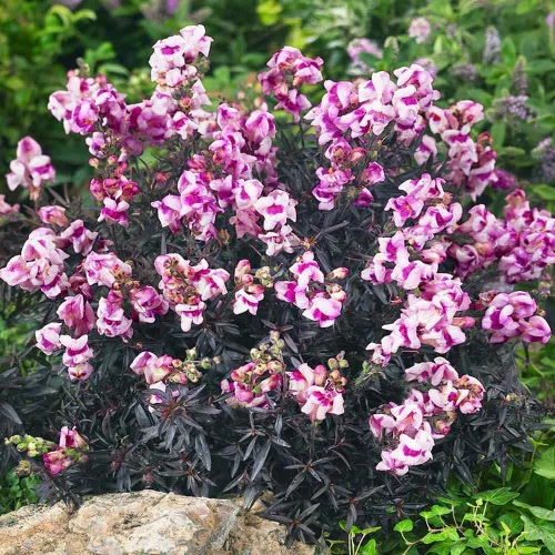Vista 7 de Outsidepride Bronze Dragon Seeds - 50 semillas anuales de flores para plantar, tolerantes a las heladas, plantas de temporada fría aptas