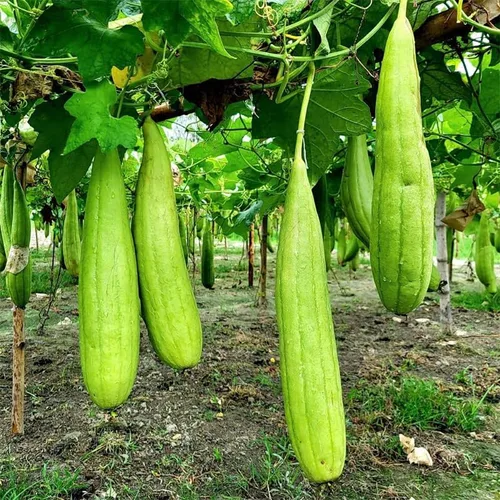 Vista 2 de Más de 30 semillas Luffa para plantar, semillas de plantas tradicionales sin OMG para jardín al aire libre