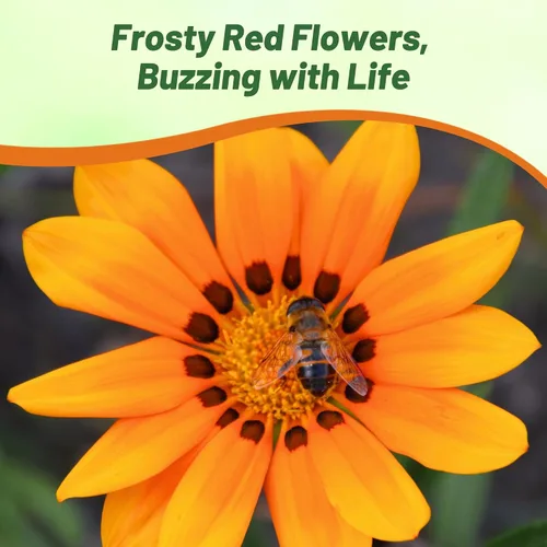 Vista 6 de Outsidepride Kiss Orange Gazania Semillas para plantar – 25 piezas de semillas perennes, de bajo mantenimiento, tolerantes a la sequía para flores