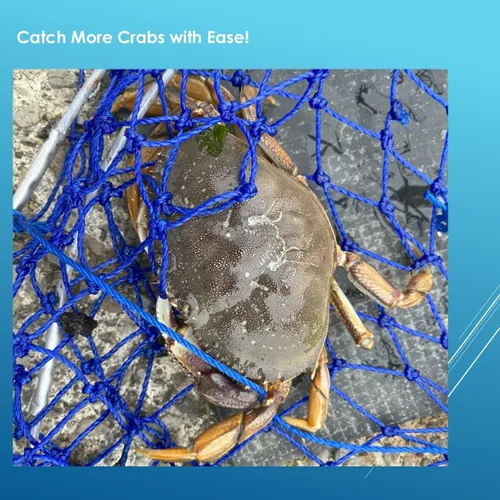 Vista 6 de Stainless Collapsible Crab Net with 100ft Rope, Bait Bag, Clip & Ruler – 6 Pieces Portable Crab Trap for Easy Storage – Durable Grid Design for Dock