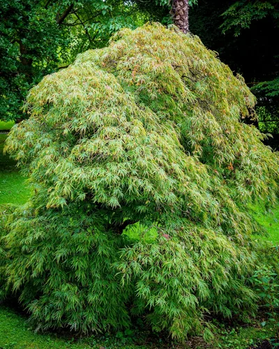 Vista 3 de 10 Weeping LACELEAF Maple Japanese Acer Palmatum Dissectum Green Yellow Red Tree Seeds