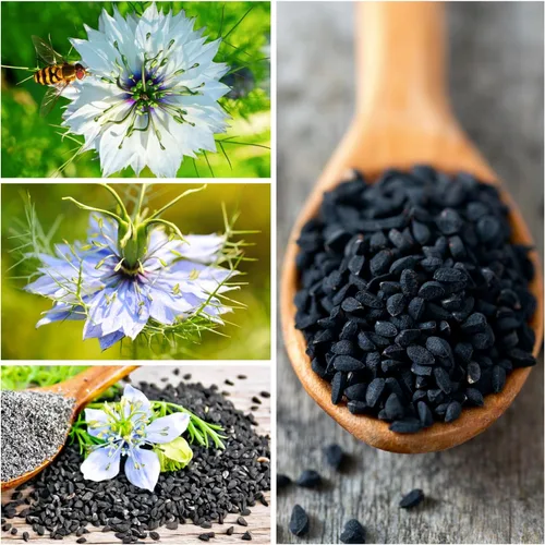 Vista 3 de Seed Needs Semillas de comino negro para plantar hierbas tradicionales sin OMG, 2 paquetes