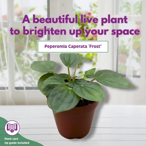 Vista 3 de BubbleBlooms Green Ripple Peperomia Frost in a 2 inch Pot Emerald Ripple Pepper, caperata, albovittata