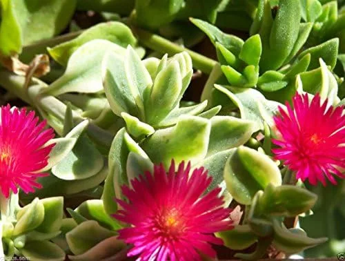 Vista 2 de Nuevas semillas frescas de flores de aptenia cordifolia roja 15pcs Generic